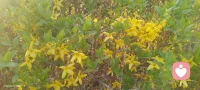 人间四月，春色满园。
粉桃嫣然，明黄耀眼，林间绿意翻涌，路边野花自在生长。
放缓脚步，与春天撞个满怀，满心皆是安稳与晴朗🌿配图