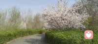 难熬的日子总会过去，不信你回头看，你已经在不知不觉中，熬过了很多苦难！配图
