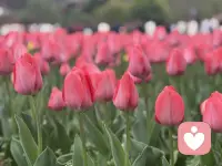 你要先把自己放在心尖上好好疼爱，不必总委屈自己去迁就别人，不用反复内耗讨好谁，不用为不值得的人和事偷偷难过。允许自己有情绪、有软肋、有疲惫的时候，累了就停下来歇歇，难过就好好释放，喜欢就大胆拥有，不值得就果断放下。好好吃饭，好好睡觉，好好赚钱，好好打理自己的心情与生活，把温柔、偏爱和底气，先全部留给自己。往后余生，先自愈，再爱人，先圆满自己，再拥抱世界。