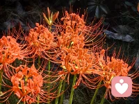 《心若向阳，无谓悲伤》
 
生活难免有阴霾，情绪也会有起落，不必苛责自己时刻坚强。
 
真正的内心强大，从不是没有难过与焦虑，而是懂得接纳情绪，不被负面思绪困住。允许自己短暂低落，再慢慢调整心态，把目光投向温暖与光亮，烦恼便会渐渐消散。
 
善待自己的情绪，就是最好的养生。心怀阳光，认真生活，那些看似跨不过的坎坷，终会成为成长的勋章。愿你始终内心澄澈，自带光芒，无论何时，都能从容自愈，笑对日常。配图