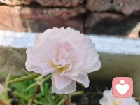 谁能看见了，还能忍住不点进来看看？
人生始终保持对美好的事物的向往，
总能触碰到暖阳的温柔。