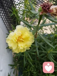 谁能看见了，还能忍住不点进来看看？
人生始终保持对美好的事物的向往，
总能触碰到暖阳的温柔。