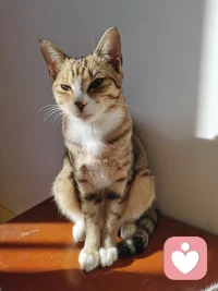 喜欢猫的，可以来一起分享，或者你的人生，也可以配图