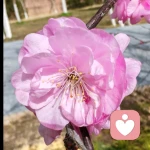 摘月亮的手🌕的头像