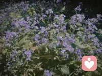 上午一直忙咨询，刚刚拍了路边的丁香花。

送给我爱的你们——日子再忙，心里那点柔软，也要送给在意的人😘😘😘配图