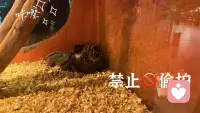 可可爱爱的生活❤️配图