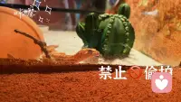 可可爱爱的生活❤️配图