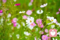 做个内心阳光的人，不忧伤，不心急，坚强，向上，靠近阳光，成为更好的自己。你不需要别人过多的称赞，因为你自己知道自己有多好。内心的强大，永远胜过外表的浮华。