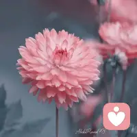 温柔粉调大丽花静静盛放，在朦胧光影里藏着浪漫温柔，日子缓缓，花开安然，所有美好都如期而至。配图