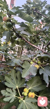 烟台旅居住的民宅是一楼，带小院。院子里外的无花果树的产量很高，硕果累累，根本就摘不完！不能浪费，不好储藏，上网查查，做果酱是很好的办法，操作安排上！大家还有什么好的储藏或使用方法吗？评论区聊聊配图