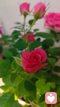 致自己
 
三十六载光阴辗转，半生风雨半生安然
昔日懵懂孩童，如今已然为人母
恰逢母亲节，敬从容长大的自己
历经岁月淬炼，温柔且坚韧
往后余生，善待自身，从容度日
不慌不忙，自在向阳，随心自在