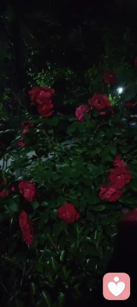 我是阿雨
静待时光
书香润心，静读渡己，日子清宁，岁月安然。