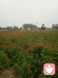 我是阿雨情感
回归农家
今日山野为伴，清晨清风渡日。夫妻相守农村小院，远离世俗纷扰，草木清闲，岁月温柔静好。开心😁配图