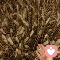 我是阿雨情感
从青苗到金穗，从耕耘到收割，不负土地，不负时光。
小麦尚且如此，何况你我一生！！！加油✊