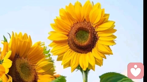 原生家庭是健康成长的土壤