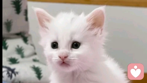 养猫的治愈力量