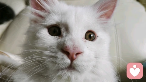 躯体化好了，可是情绪还在