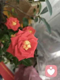 风会吹散烦恼，雨会洗净尘埃，那些放不下的过往，终会慢慢变淡；那些熬不过的难关，终将悄然回甘。
 好好善待自己，困了就休息，累了就放空。守住内心的温柔与平静，慢慢来，一切都会朝着美好的方向，缓缓盛开。