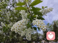 繁华季节，把烦恼调成静音，把日子过成风景。配图