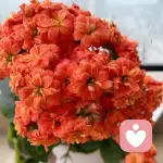 Baby(敏敏)的头像
