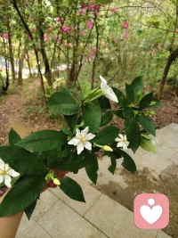 把过去留在过去，
爱情才能发生在现在[爱心]
创伤会让我们习惯
寄望他人完整自我，
而真正成熟的爱意，
是主动与过往和解，
和同样不完美的人共同担当，
让爱情只属于当下，
不被过去牵绊🌿