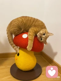 不管跟谁谈恋爱，最该看重的是使用权，不是什么拥有权。别觉得这话扎心，你细品就懂。谁是谁老公，都是临时工，谁是谁老婆，顶多是搭伙过日子的伴儿。你以为身边躺着的是一辈子枕边人，其实是人生某段路的合伙人。你把对方当成自己的专属物，最后发现也只是临时能用的人。穷人总爱琢磨怎么才能拥有，富人只抓能不能用。