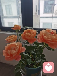 【攒钱和早睡是底层】

关于生存；
读书和自律是中层

关于认知；
行善和独处是高层

关于境界；止怒和止怨，是顶层

关于情绪
攒钱改运是因为物质地基决定选择半径

早睡续命是因为身体资本是一切账户的余额

读书开悟是用他人的经验穿透自己的迷障

自律破局是用秩序对抗熵增的侵蚀

行善积德是向外释放善意以拓宽能量回路

独处修心是向内凝聚专注以沉淀生命重量

止怒避祸是切断愤怒引发的连锁崩塌

止怨得福是转化怨气为改变的动力

攒钱与早睡守护现实
读书与自律重塑认知
行善与独处滋养灵魂
止怒与止怨驾驭情绪

最终汇成一句：
所谓修行，就是关键处管住自己。配图
