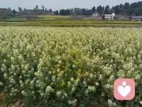 春有约，花不误

春天真是个发呆的季节

也是最适合幻想的季节

这个季节只为花忙

百花们都忙着争奇斗艳

亲爱的你在忙什么呢？

如果有空的话

你去看一看吧

满山遍野到处都有

不知名的小野花

在那里自由自在的摇曳

它们都是春天的代名词

所以，我们要相信

在这个世界上

在这个春天里

一定会有美好的事物降临

会有浪漫的故事发生配图