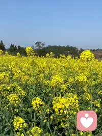 春有约，花不误

春天真是个发呆的季节

也是最适合幻想的季节

这个季节只为花忙

百花们都忙着争奇斗艳

亲爱的你在忙什么呢？

如果有空的话

你去看一看吧

满山遍野到处都有

不知名的小野花

在那里自由自在的摇曳

它们都是春天的代名词

所以，我们要相信

在这个世界上

在这个春天里

一定会有美好的事物降临

会有浪漫的故事发生配图