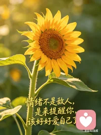 1.情绪从不用刻意隐藏，接纳本身就是自愈。配图
