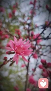 都是风景，幸会配图