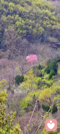 层峦叠翠间一树桃粉
野径无人处半日春闲配图