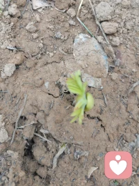 把生活的粗粝磨成珍珠配图