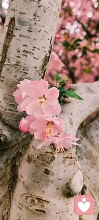 不慕云间色，偏开低处香