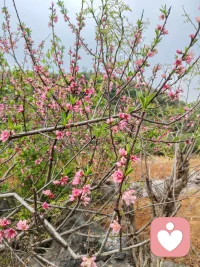 婆媳之间的矛盾是很多人在内心无法走出来的伤痛，感情的背叛又如何去面对。我愿意做你的倾听者。我来自农村和你做朋友。配图