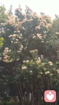 一路繁花似锦，我有什么理由不开心呢？配图