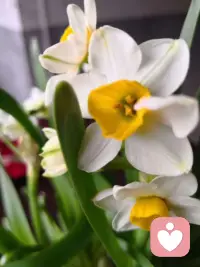 04.02
周四/十五

春花开满枝，
朝露润清颜。
赴一场花事之约，
把温柔藏进春光里。配图