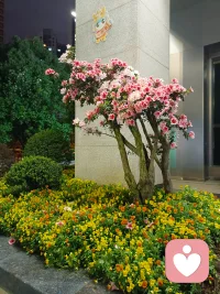 夜色温柔，灯光也变得软乎乎的。
街角的花在悄悄开，风里都是松弛的味道。
慢慢来，你也和这些花一样，会被温柔好好接住的。配图