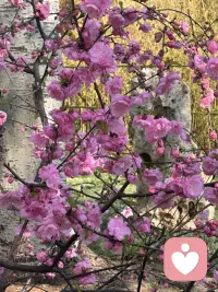 美食与鲜花总是会治愈人的心灵。