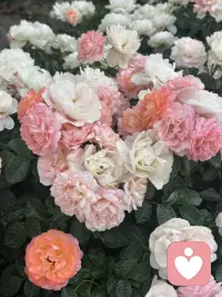 520 快乐🎉配图
