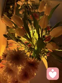 美丽的心情离不开鲜花配图