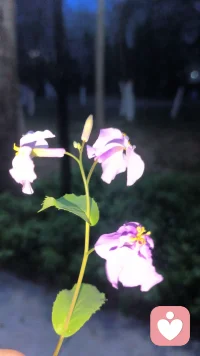 生活不是方程式无解，需要我们一步一步的去探索去发现去感受。或许有些小失望，但是总有向阳而生的笑脸配图