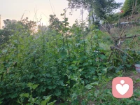 下雨了！每一次下雨都是大自然给我的礼物，地里农作物都笑了，展开绿叶迎接每一个雨滴的到来。以前我和爱人定期给它浇水施肥，都没有如此开怀大笑。.
这一切让我想到心理咨询，当来访者与我们倾听后，我们能够予的东西，就是让他们活下去，成长好！而真正要让他们高兴的事，是他们的环境要给予他们有用的东西，这环境是家庭，是社会给予的帮助。
心理咨询的影响力就如同我和爱人给农作物施肥灌水，而家庭社会的影响力就如同久旱逢甘霖，这才是他们得以健康生活源泉。配图