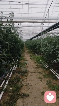 五一劳动节，是劳动人民的节日，这节日意义告之我们，无论做什么工作都要张驰有度，我也给自己放个假，一早陪着爱人去自家地里去劳作，施肥，浇水，修枝减叶，舒展筋骨，感受
劳动是快乐。
走近大自然，人与自然融合也是一种疗愈，特别作为一个心理工作者，更需要身心健康，劳动给人带来阳光和力量，还可戒懒惰，培养好习惯，生活更有规律，特别能够释放压力，提高精气神。
上午我完成了自家小菜园工作，又带上我的学员，开车一百公里去我哥农场，小番茄🍅基地，与工人师傅们一起参与收果实，还带上线下倾诉者一起，当他们来到农场，放声的歌唱，一边吃一边采摘，这一刻，他们是么愉悦，从前没有笑容她，她开始笑了，从前不跟人倾诉的她，也开始交流了。

生活如此美好！我们更应珍惜↓配图