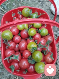 五一劳动节，是劳动人民的节日，这节日意义告之我们，无论做什么工作都要张驰有度，我也给自己放个假，一早陪着爱人去自家地里去劳作，施肥，浇水，修枝减叶，舒展筋骨，感受
劳动是快乐。
走近大自然，人与自然融合也是一种疗愈，特别作为一个心理工作者，更需要身心健康，劳动给人带来阳光和力量，还可戒懒惰，培养好习惯，生活更有规律，特别能够释放压力，提高精气神。
上午我完成了自家小菜园工作，又带上我的学员，开车一百公里去我哥农场，小番茄🍅基地，与工人师傅们一起参与收果实，还带上线下倾诉者一起，当他们来到农场，放声的歌唱，一边吃一边采摘，这一刻，他们是么愉悦，从前没有笑容她，她开始笑了，从前不跟人倾诉的她，也开始交流了。

生活如此美好！我们更应珍惜↓配图