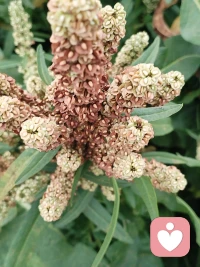 五一劳动节，是劳动人民的节日，这节日意义告之我们，无论做什么工作都要张驰有度，我也给自己放个假，一早陪着爱人去自家地里去劳作，施肥，浇水，修枝减叶，舒展筋骨，感受
劳动是快乐。
走近大自然，人与自然融合也是一种疗愈，特别作为一个心理工作者，更需要身心健康，劳动给人带来阳光和力量，还可戒懒惰，培养好习惯，生活更有规律，特别能够释放压力，提高精气神。
上午我完成了自家小菜园工作，又带上我的学员，开车一百公里去我哥农场，小番茄🍅基地，与工人师傅们一起参与收果实，还带上线下倾诉者一起，当他们来到农场，放声的歌唱，一边吃一边采摘，这一刻，他们是么愉悦，从前没有笑容她，她开始笑了，从前不跟人倾诉的她，也开始交流了。

生活如此美好！我们更应珍惜↓配图