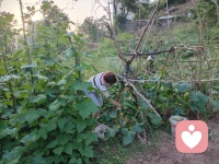 五一劳动节，是劳动人民的节日，这节日意义告之我们，无论做什么工作都要张驰有度，我也给自己放个假，一早陪着爱人去自家地里去劳作，施肥，浇水，修枝减叶，舒展筋骨，感受
劳动是快乐。
走近大自然，人与自然融合也是一种疗愈，特别作为一个心理工作者，更需要身心健康，劳动给人带来阳光和力量，还可戒懒惰，培养好习惯，生活更有规律，特别能够释放压力，提高精气神。
上午我完成了自家小菜园工作，又带上我的学员，开车一百公里去我哥农场，小番茄🍅基地，与工人师傅们一起参与收果实，还带上线下倾诉者一起，当他们来到农场，放声的歌唱，一边吃一边采摘，这一刻，他们是么愉悦，从前没有笑容她，她开始笑了，从前不跟人倾诉的她，也开始交流了。

生活如此美好！我们更应珍惜↓配图