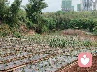 五一劳动节，是劳动人民的节日，这节日意义告之我们，无论做什么工作都要张驰有度，我也给自己放个假，一早陪着爱人去自家地里去劳作，施肥，浇水，修枝减叶，舒展筋骨，感受
劳动是快乐。
走近大自然，人与自然融合也是一种疗愈，特别作为一个心理工作者，更需要身心健康，劳动给人带来阳光和力量，还可戒懒惰，培养好习惯，生活更有规律，特别能够释放压力，提高精气神。
上午我完成了自家小菜园工作，又带上我的学员，开车一百公里去我哥农场，小番茄🍅基地，与工人师傅们一起参与收果实，还带上线下倾诉者一起，当他们来到农场，放声的歌唱，一边吃一边采摘，这一刻，他们是么愉悦，从前没有笑容她，她开始笑了，从前不跟人倾诉的她，也开始交流了。

生活如此美好！我们更应珍惜↓配图