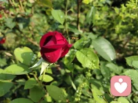 原来的信任，包容其实都是快乐成长守护，但是如何做到能给与帮助别人，要看见内在呈现什么心里配图