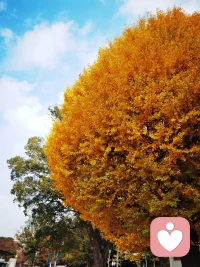 第一次入驻心理平台，感谢老师的用心指导，心里软软的，既期待又紧张。
希望在这里，能真正听见那些没说出口的情绪，接住每一份小心翼翼的倾诉。
愿有人愿意卸下防备，而我，始终温柔在场。